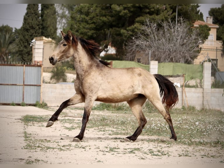 PRE Mix Giumenta 3 Anni 160 cm Pelle di daino in Valencia