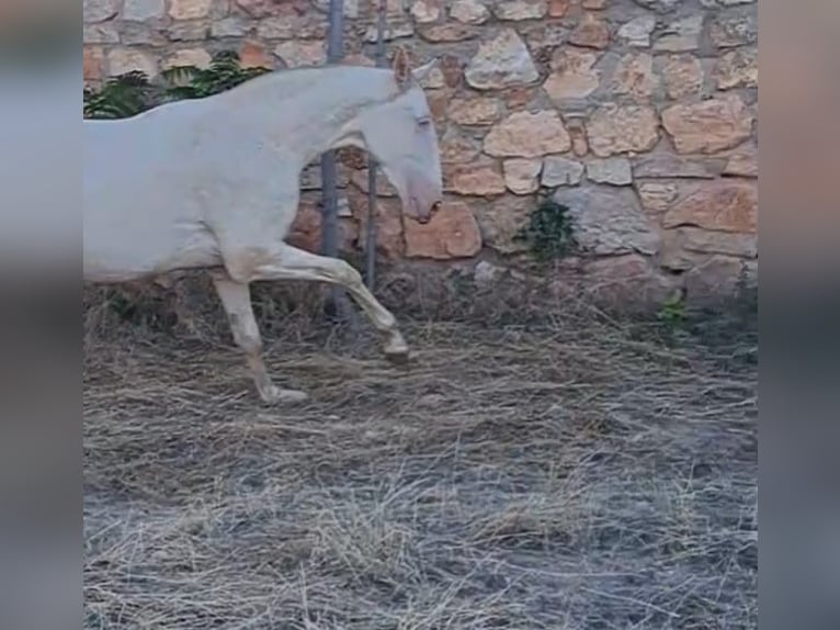 PRE Giumenta 3 Anni 160 cm Perlino in Villarrobledo