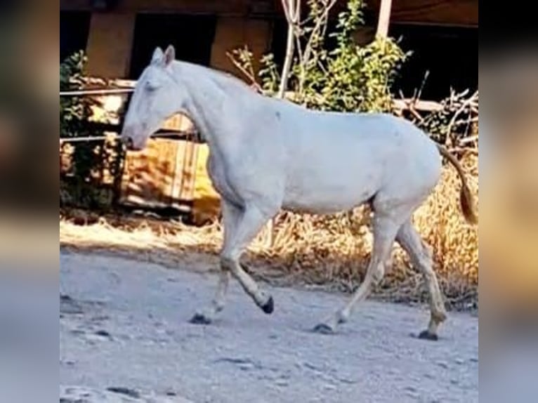 PRE Giumenta 3 Anni 160 cm Perlino in Villarrobledo