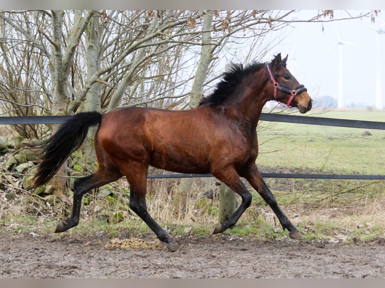 PRE Mix Giumenta 3 Anni 161 cm Baio in Wremen
