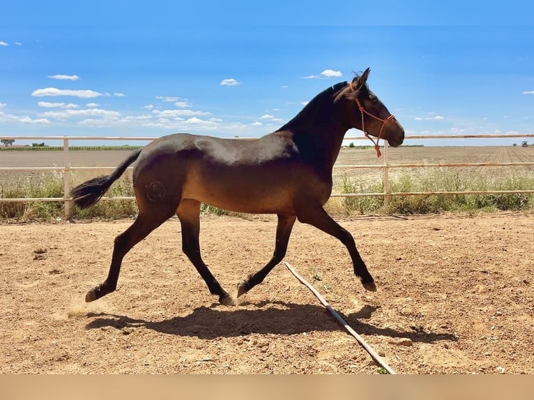 PRE Giumenta 3 Anni 161 cm Falbo in Vivares
