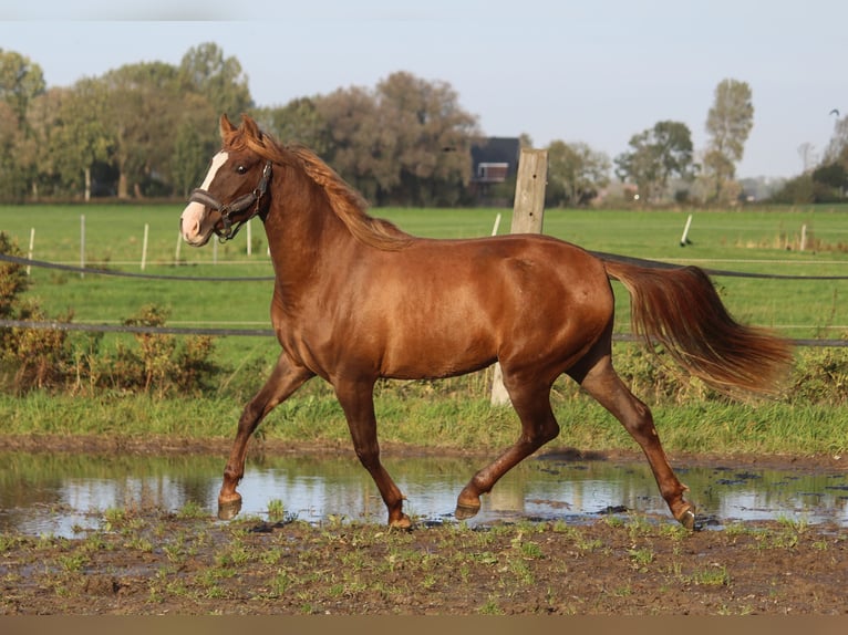 PRE Mix Giumenta 3 Anni 161 cm Sauro in Wremen