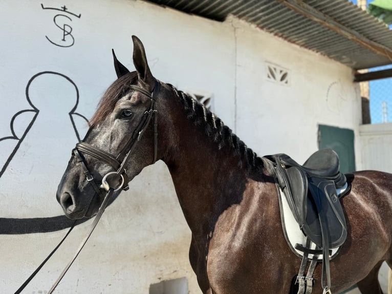 PRE Giumenta 3 Anni 162 cm Grigio in Malaga