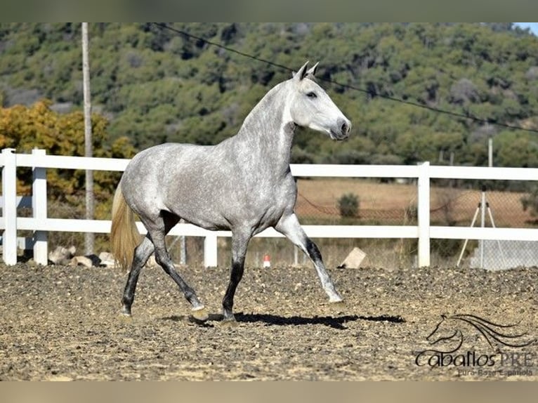 PRE Mix Giumenta 3 Anni 162 cm Grigio in Barcelona