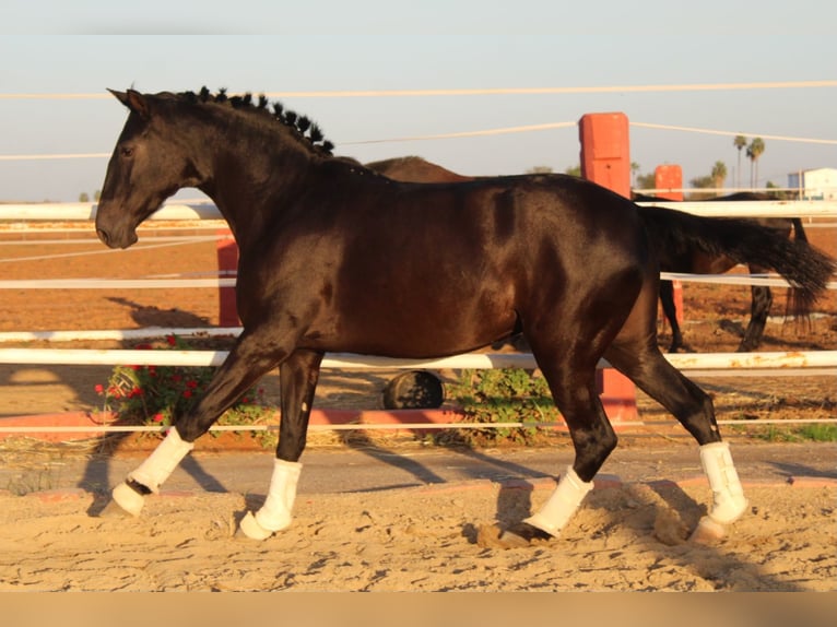 PRE Giumenta 3 Anni 162 cm Morello in Los Rosales