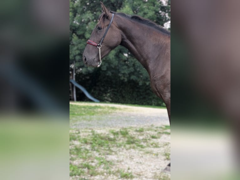 PRE Giumenta 3 Anni 162 cm Morello in CAUMONT