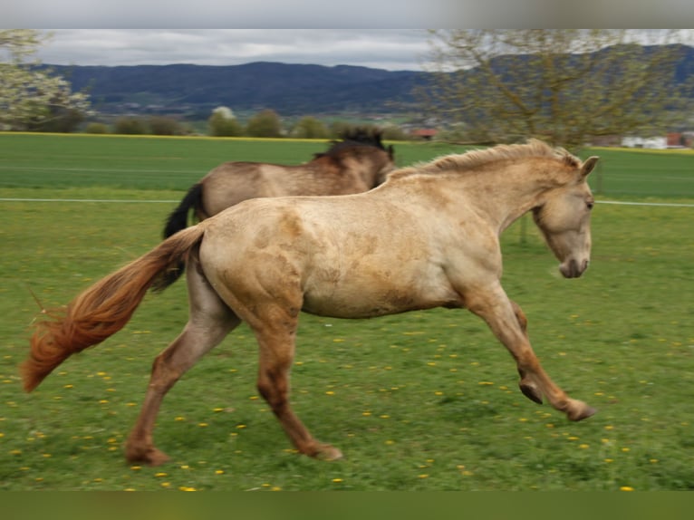 PRE Giumenta 3 Anni 162 cm Pearl in Balingen