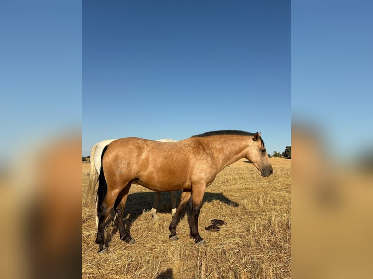 PRE Mix Giumenta 3 Anni 162 cm Pelle di daino in Galaroza (Huelva)