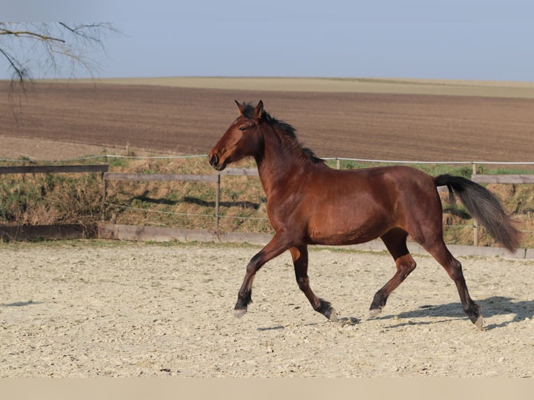 PRE Mix Giumenta 3 Anni 163 cm Baio in Sulzheim