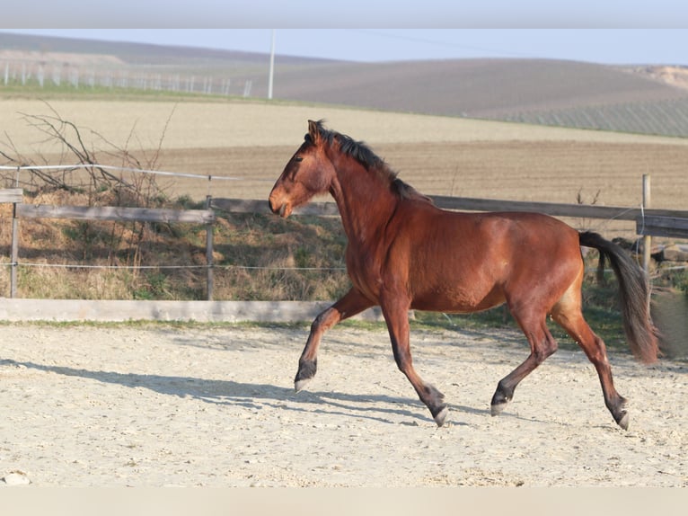 PRE Mix Giumenta 3 Anni 163 cm Baio in Sulzheim