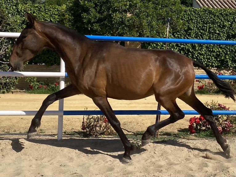 PRE Giumenta 3 Anni 163 cm Baio scuro in Fuentes De Andalucia