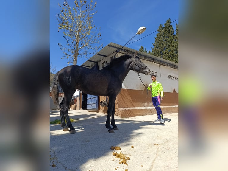 PRE Mix Giumenta 3 Anni 163 cm Grigio in GRANADA