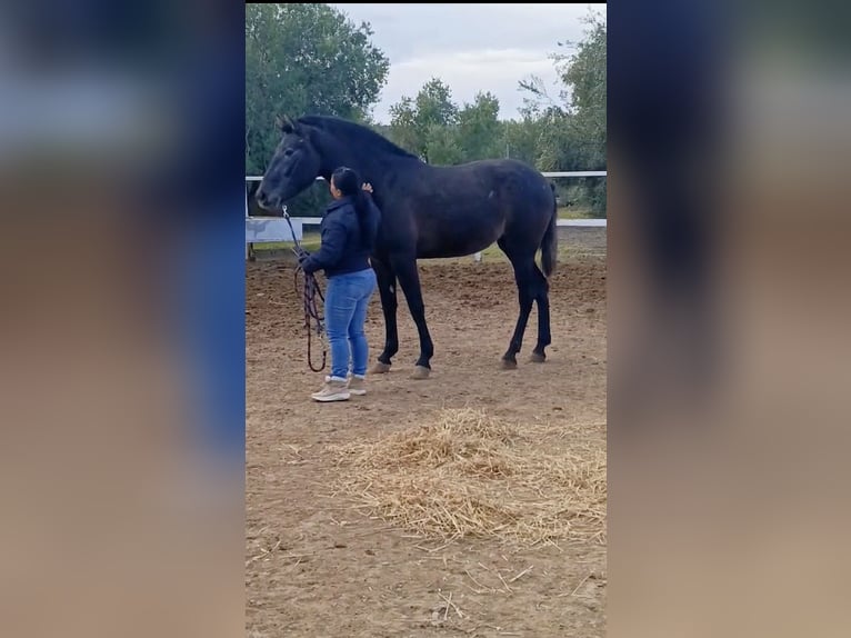 PRE Mix Giumenta 3 Anni 163 cm Grigio in GRANADA