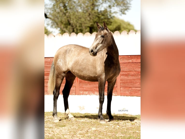 PRE Mix Giumenta 3 Anni 163 cm Grigio in Galaroza