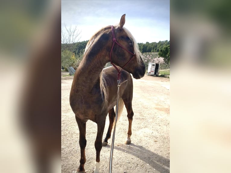 PRE Mix Giumenta 3 Anni 163 cm Palomino in Alcoi/AlcoyAlcoy