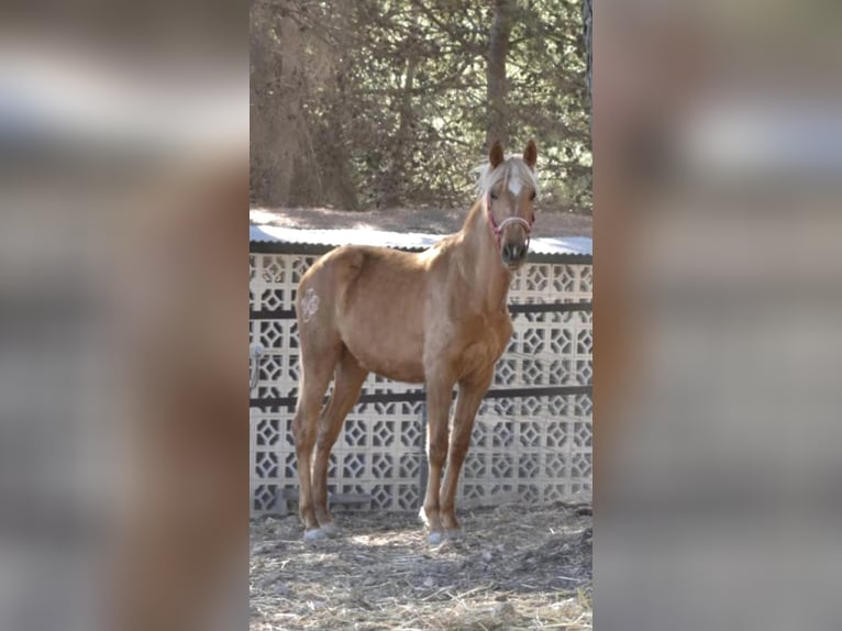 PRE Mix Giumenta 3 Anni 163 cm Palomino in Alcoi/AlcoyAlcoy