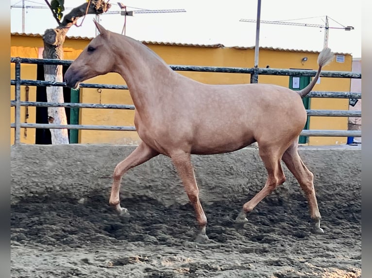 PRE Mix Giumenta 3 Anni 163 cm Palomino in Vilanova I La Geltru
