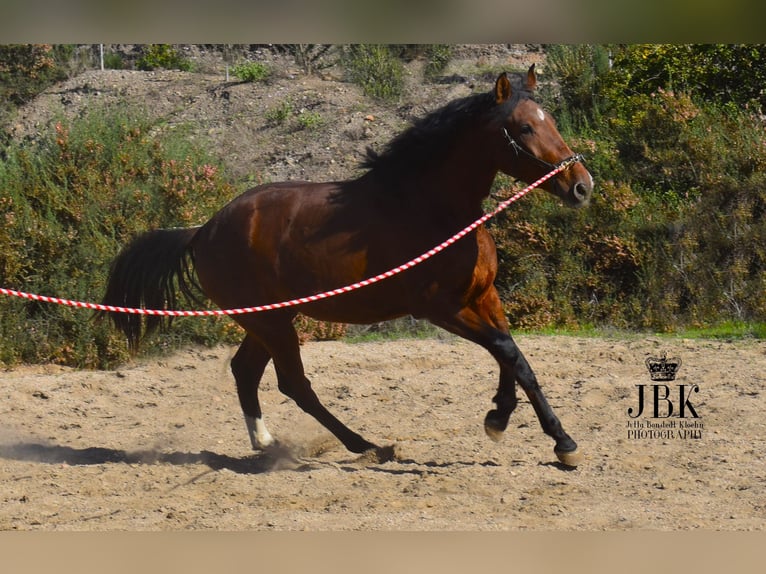 PRE Giumenta 3 Anni 164 cm Baio in Tabernas Almería