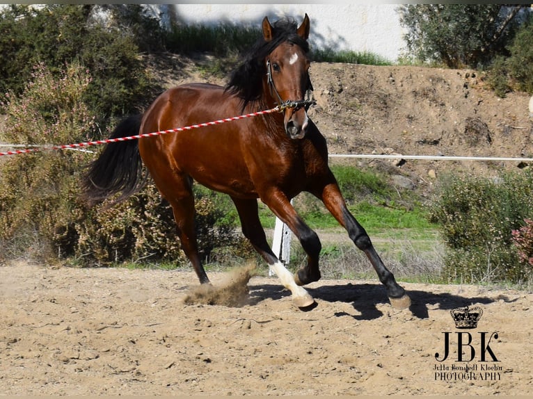 PRE Giumenta 3 Anni 164 cm Baio in Tabernas Almeria