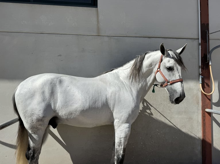 PRE Giumenta 3 Anni 164 cm Grigio in Tarifa