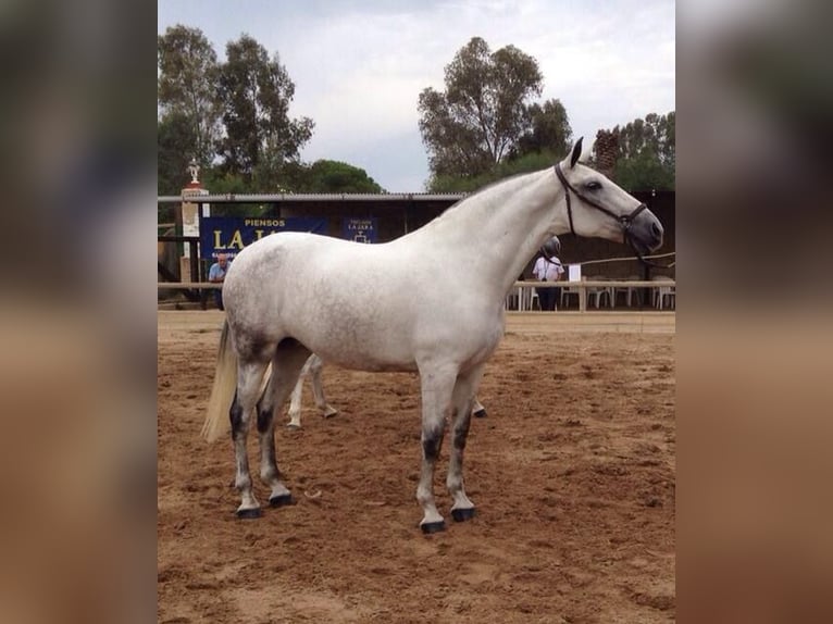 PRE Giumenta 3 Anni 164 cm Grigio in Tarifa