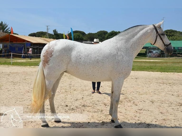 PRE Giumenta 3 Anni 164 cm Grigio in Tarifa