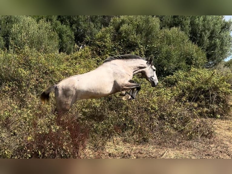 PRE Giumenta 3 Anni 164 cm Grigio in Tarifa