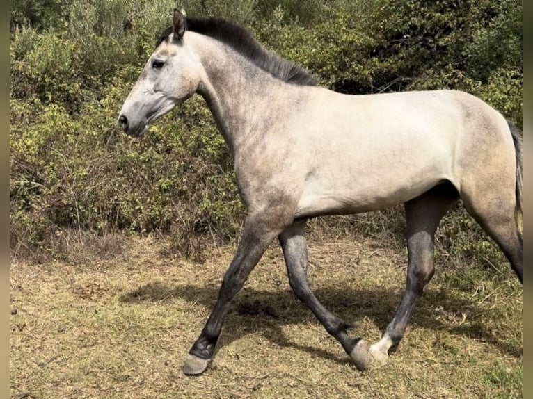 PRE Giumenta 3 Anni 164 cm Grigio in Tarifa