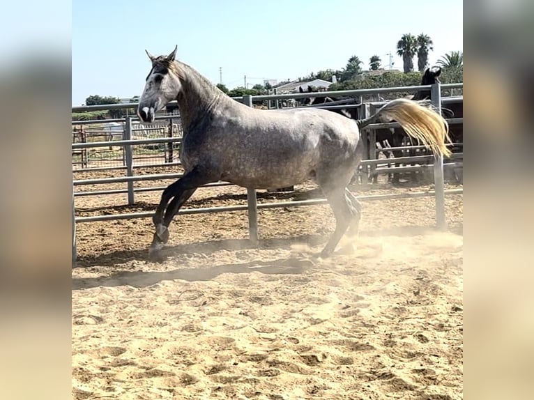 PRE Giumenta 3 Anni 164 cm Grigio trotinato in Chiclana