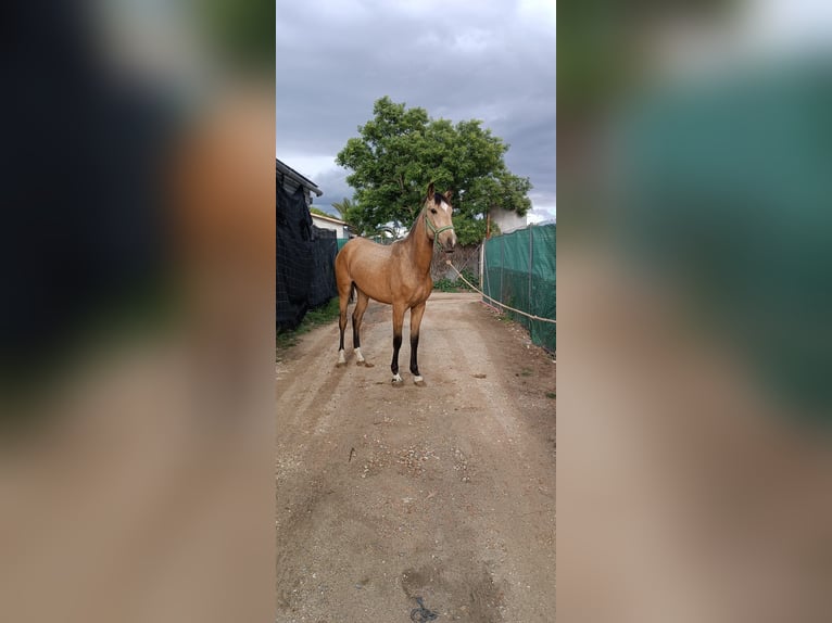 PRE Mix Giumenta 3 Anni 165 cm Falbo in Cordoba