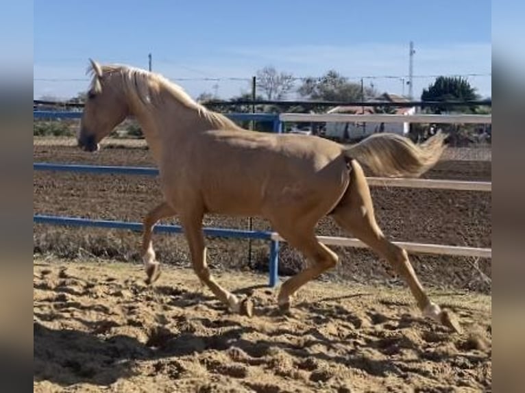 PRE Giumenta 3 Anni 165 cm Falbo in Fuentes De Andalucia