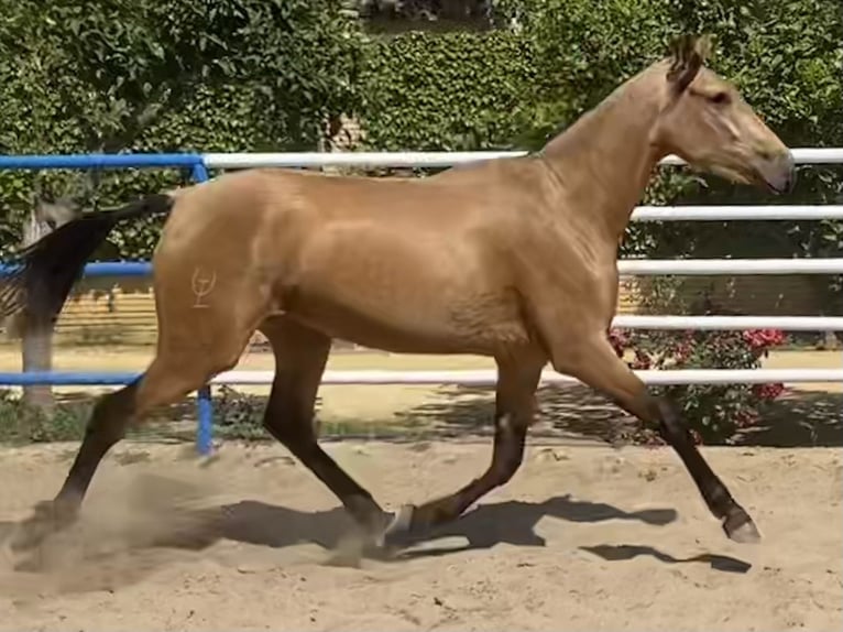 PRE Giumenta 3 Anni 165 cm Falbo in Fuentes De Andalucia