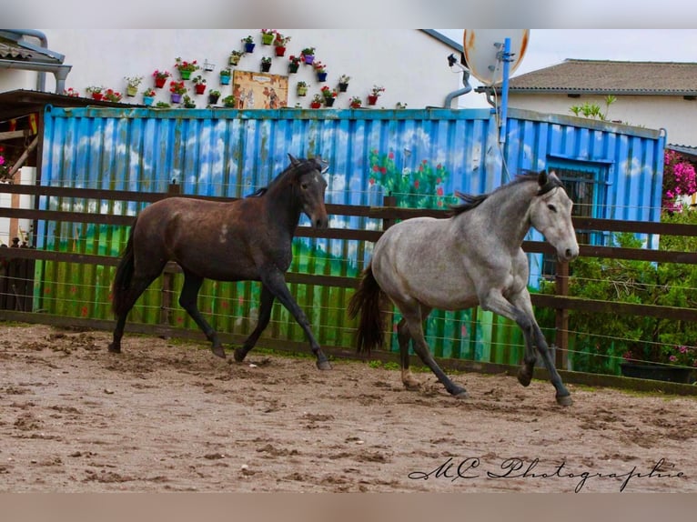 PRE Giumenta 3 Anni 165 cm Grigio in Brandis