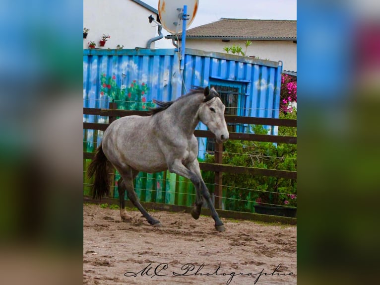 PRE Giumenta 3 Anni 165 cm Grigio in Brandis