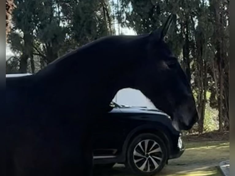 PRE Giumenta 3 Anni 165 cm Grigio in Fuentes De Andalucia