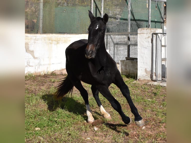 PRE Giumenta 3 Anni 165 cm Grigio in Menorca