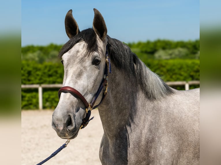 PRE Mix Giumenta 3 Anni 165 cm Grigio in Neustadt (Wied)