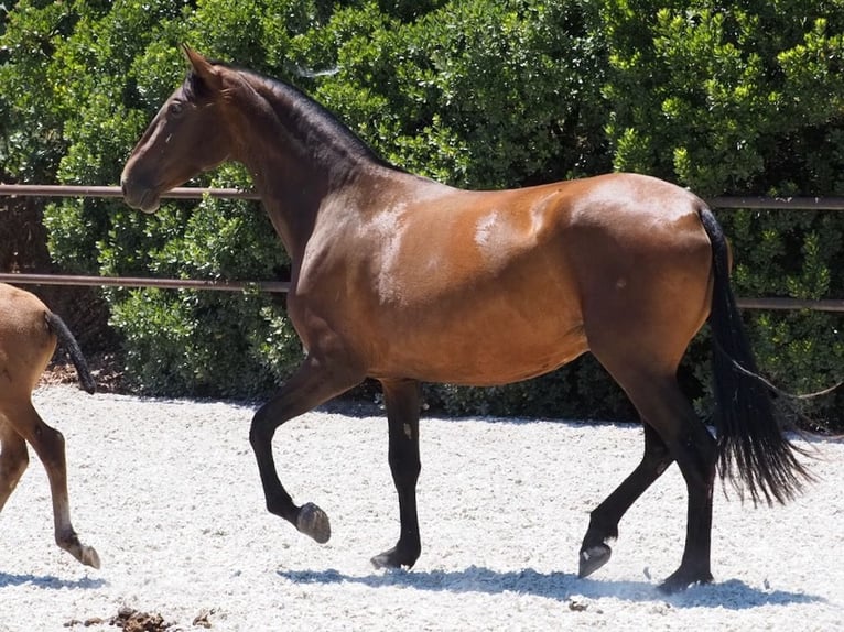 PRE Mix Giumenta 3 Anni 166 cm Baio ciliegia in NAVAS DEL MADRONO