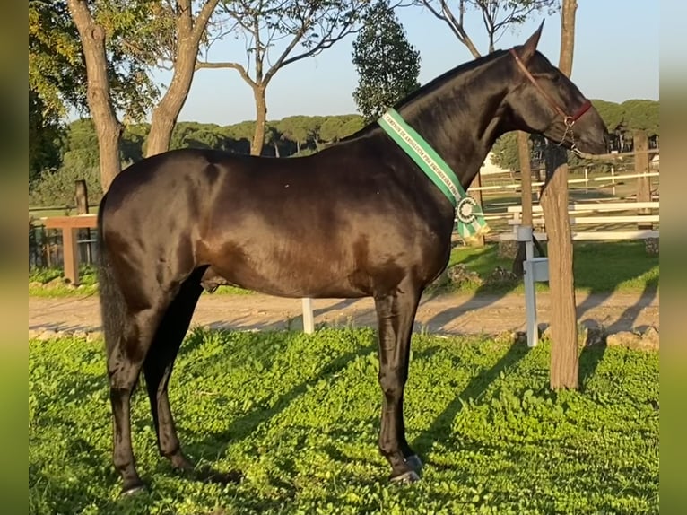 PRE Giumenta 3 Anni 167 cm Grigio in Fuentes De Andalucia