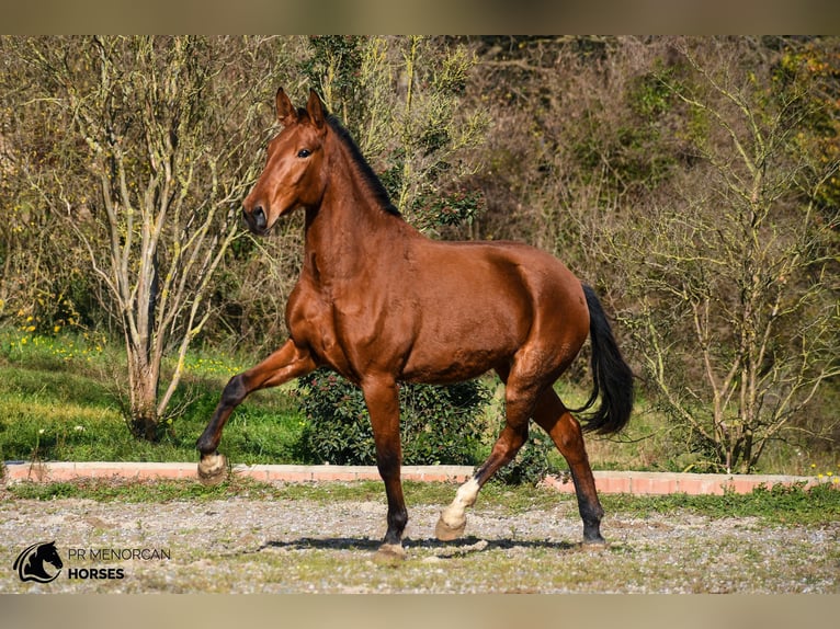 PRE Giumenta 3 Anni 168 cm Baio in Barcelona