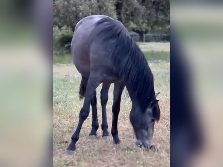 PRE Giumenta 3 Anni 168 cm Grigio pezzato in Pedralba