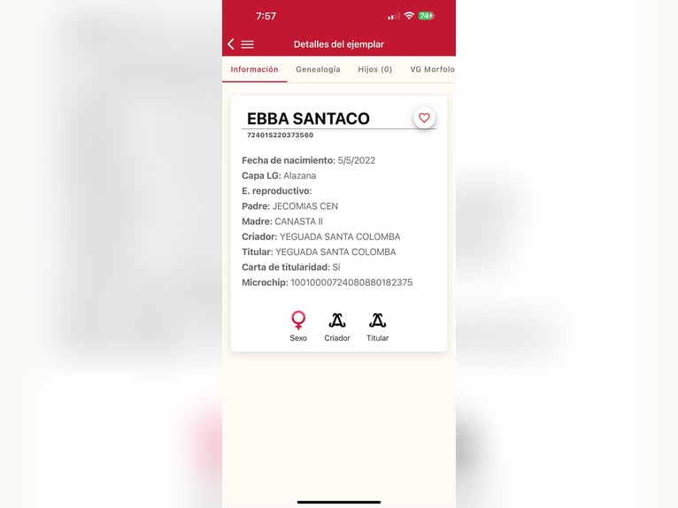 PRE Mix Giumenta 3 Anni 168 cm Sauro in Galaroza