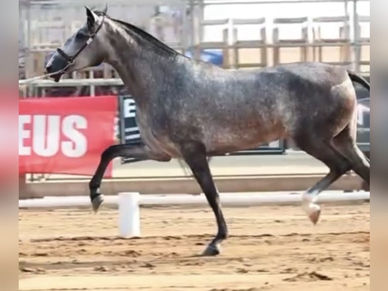 PRE Mix Giumenta 3 Anni 169 cm Grigio in Montbrio Del Camp