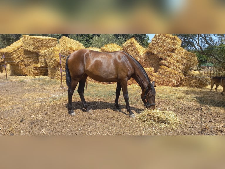 PRE Giumenta 3 Anni Baio in Tarifa