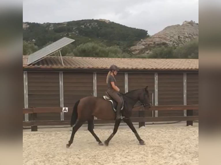 PRE Giumenta 3 Anni Baio in Tarifa