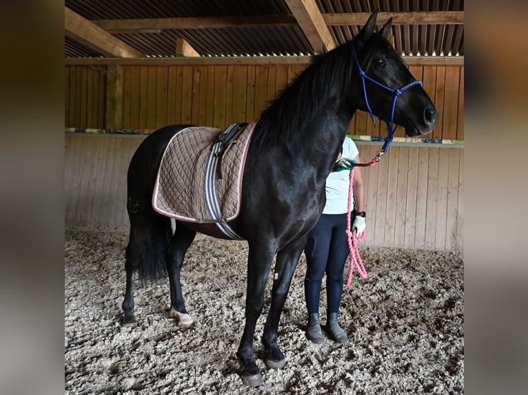PRE Giumenta 3 Anni in Klettgau