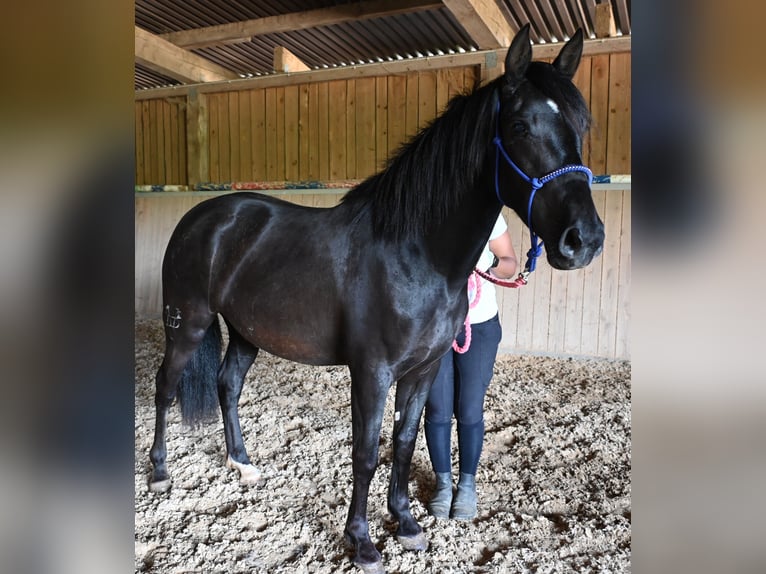 PRE Giumenta 3 Anni in Klettgau