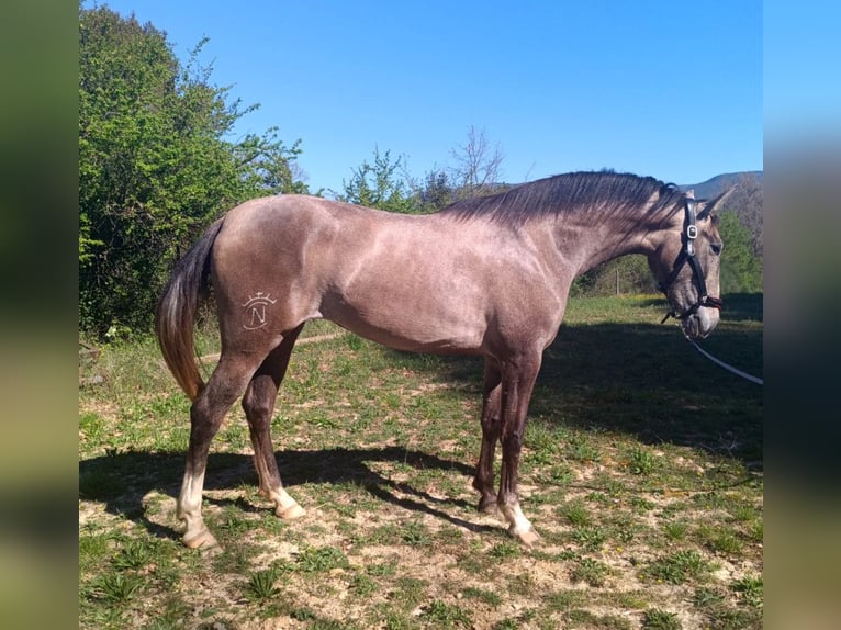 PRE Giumenta 3 Anni  in Jerez De La Frontera