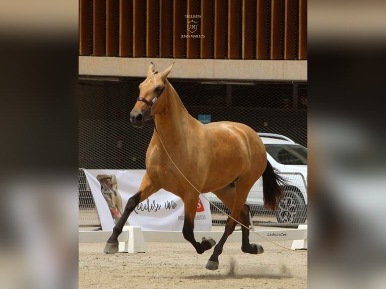 PRE Mix Giumenta 3 Anni Falbo in Las Norias de Daza