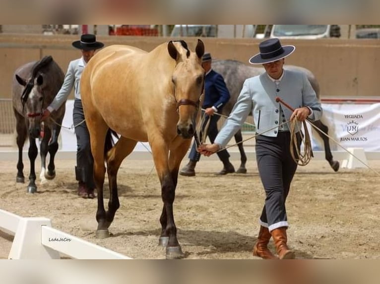 PRE Mix Giumenta 3 Anni Falbo in Las Norias de Daza